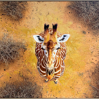 Savanna Gaze Hand-Embellished Canvas In Frame - Brown / Tan