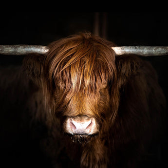 Tempered Glass With Foil Highland Cow on Black - Dark Brown