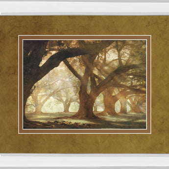 Oak Alley Morning Light By William Guion - Mirror Framed Print Wall Art - Light Brown