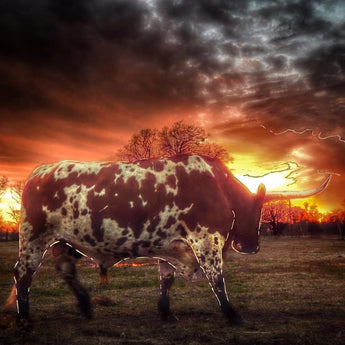 Tempered Glass With Foil - Longhorn At Sunset - Dark Brown