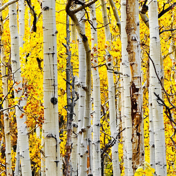 Tempered Glass With Foil - Yellow Aspen - Yellow