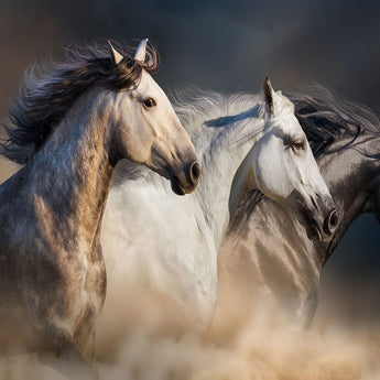 Temp Glass With Foil - 3 Horse - Dark Gray