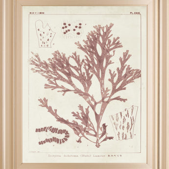 22x26 Antique Coral Seaweed I By Vision Studio - Pink