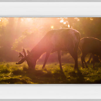 Morning Haze By Joe Reynolds - Photo Print Wall Art - Dark Brown