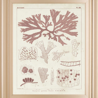 22x26 Antique Coral Seaweed III By Vision Studio - Pink