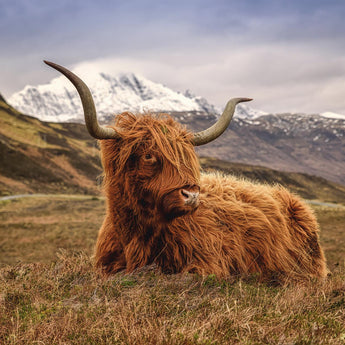 Tempered Glass With Foil - Highland Cow 2 - Light Brown