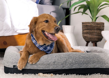 Performance - Cama para perro mediana/grande - Gris