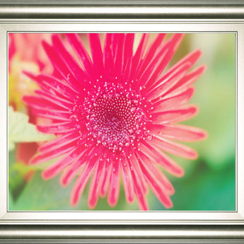 Pink Gerbera By Susan Bryant - Framed Print Wall Art - Pink