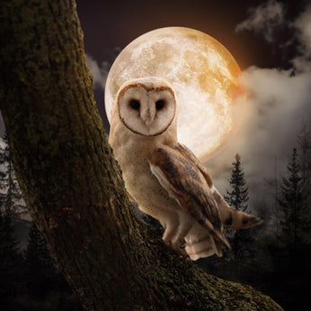 Tempered Glass With Foil - Night Owl - Dark Gray