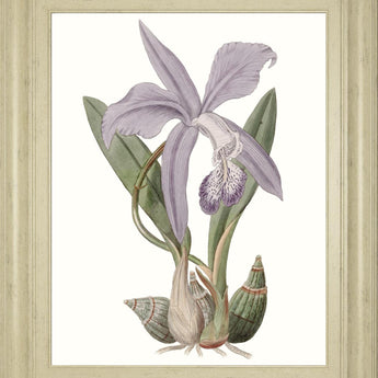 22x26 Lavender Beauties IV By Edwards - Purple