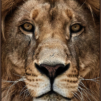 Majestic Gaze - 36" x 48" Framed Wall Art - Dark Brown