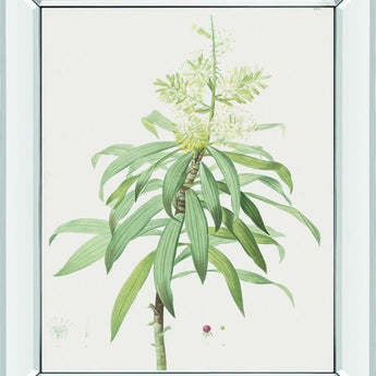 Dracaena Reflexa By Pierre Joseph Redoute - Mirror Framed Print Wall Art - White