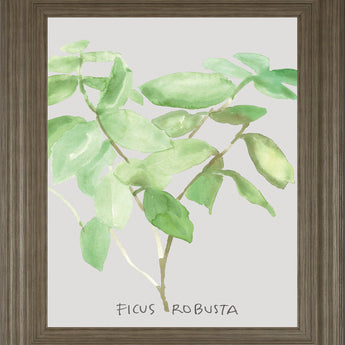 Ficus Robusta By Katrien Soeffers - Framed Print Wall Art - Green