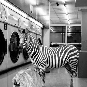 Safari Laundromat Zebra (Framed Small) - Gray