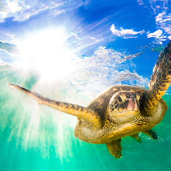 Tempered Glass With Foil - Sea Turtle - Green