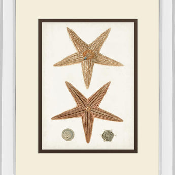 Coastal Curiosity I By Unknown - Light Brown