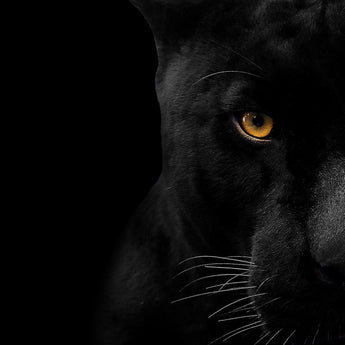Tempered Glass With Foil - Panther Face - Black