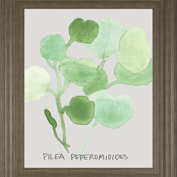 Pilea Peperomioides By Katrien Soeffers - Framed Print Wall Art - Green