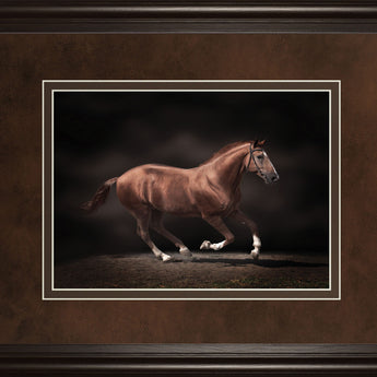 Stallion On Black By Edoma Photo - Framed Print Wall Art - Dark Brown