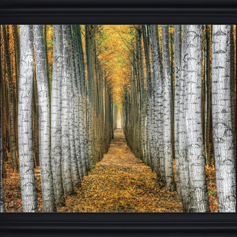 Golden Birch Passage - 28" x 34" Framed Wall Art - Yellow