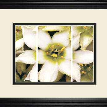 Star Of Bethlehem Triptych By Levine A. - Beige