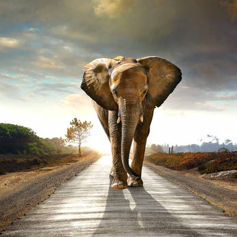 Floating Tempered Glass With Foil Elephant On The Road - Dark Gray