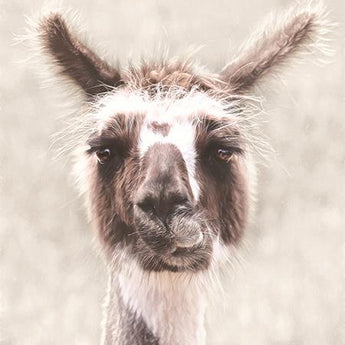 Quizzical Alpaca By Lori Deiter (Framed) - Pearl Silver