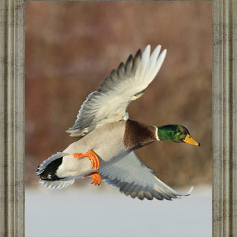 Mallard Glide - 28" x 34" Framed Wall Art - Green