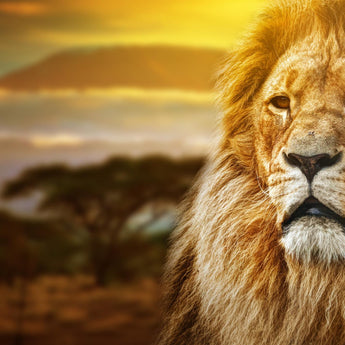 Tempered Glass With Foil - Lion Safari - Light Brown