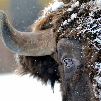 Tempered Glass With Foil - Snowy Bison - Dark Brown