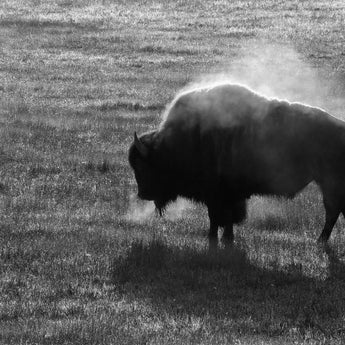 Tempered Glass - B&W Buffalo - Dark Gray
