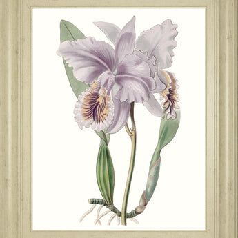 22x26 Lavender Beauties II By Edwards - Purple
