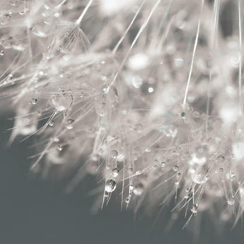 Droplet In Time II By Lori Deiter (Framed) - Gray