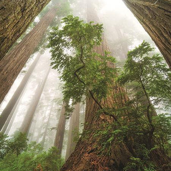 Cathedral Of Nature By Martin Podt Photography (Framed Small) - Green