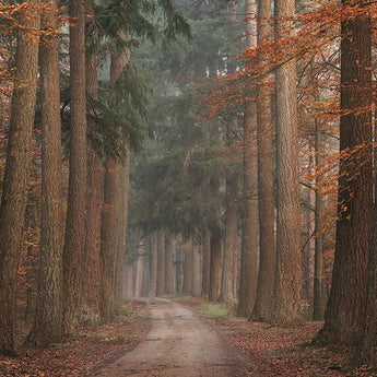 Autumn Pathway By Martin Podt Photography (Framed Small) - Dark Brown