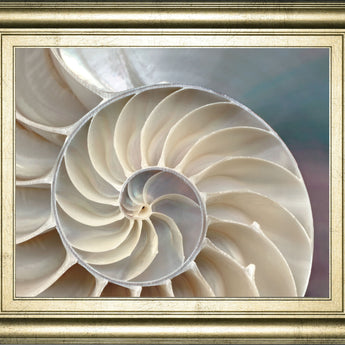Nautilus By Levine, A. - Framed Print Wall Art - Pearl Silver