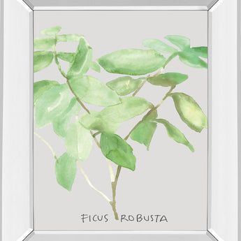 Ficus Robusta By Katrien Soeffers - Mirror Framed Print Wall Art - Green