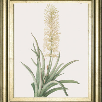 Sansevieria Zeylancia By Pierre Joseph Redoute - Framed Print Wall Art - Green