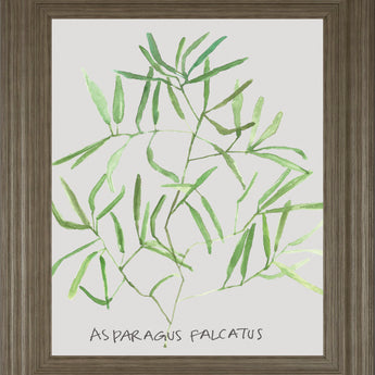 Asparogus Falcatus By Katrien Soeffers - Framed Print Wall Art - Green