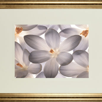 Petal Perfect By Assaf Frank - Framed Print Wall Art - Beige