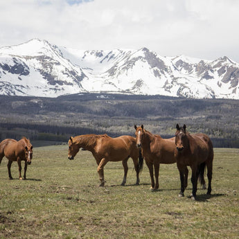 Horse Perspective By Piddix (Framed Small) - Green