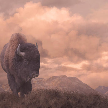 Tempered Glass - Sepia Buffalo - Pink