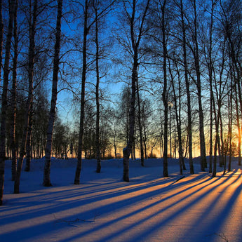 Tempered Glass With Foil - Sunset Forrest - Blue
