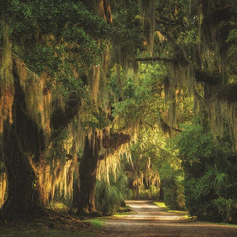 Moss Draped Path By Martin Podt Photography (Framed Small) - Dark Green