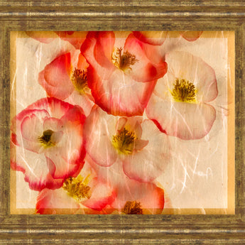 Papaver Dreams III By Harold Davis - Framed Print Wall Art - Red