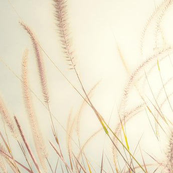 Beach Grass By Bill Carson Photography (Framed Small) - Beige