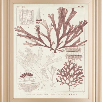 22x26 Antique Coral Seaweed IV By Vision Studio - Pink