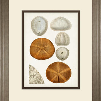 34x40 Coastal Curiosity II By Unknown - Beige