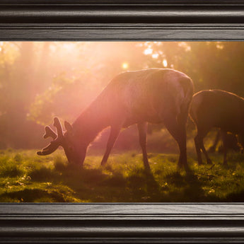 Morning Haze By Joe Reynolds Wall Art - Dark Brown