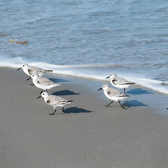 Beach Birds (Small) - Blue